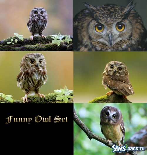 Сет картин "Funny Owl Set" от Much