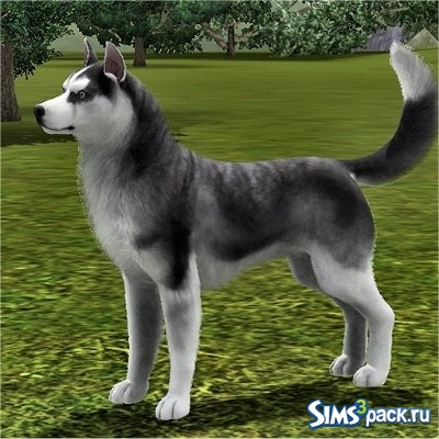 Сибирский хаски Siberian Husky Improved от LittleV