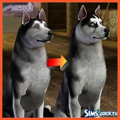 Сибирский хаски Siberian Husky Improved от LittleV